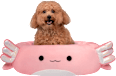 Krevet za životinje axolotl – Archie, S SQUISHMALLOWS