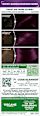Haarfarbe Farbsensation 4.26 Ultra Violett  GARNIER NUTRISSE
