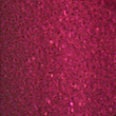 Colour Elixir ruž za usne – 130 Mulberry MAX FACTOR