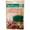 Božićna pšenica Green Garden