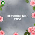 Lufterfrischer Aroma-Öl Flakon Nachfüller Beruhigende Rose AIR WICK
