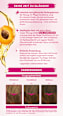 Haartönung Color-Crème 6-5 Kastanienblond Palette Intensive Color Creme