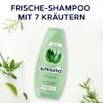 Shampoo 7 Kräuter schauma