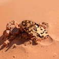 Haarclip Desert Dune C01 Golden Dune CATRICE