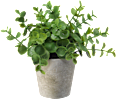 Eukalypthus im grauen Topf  BOLTZE