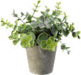 Eukalypthus im grauen Topf  BOLTZE