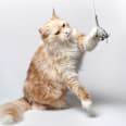 Katzenspielzeug Angel "magische Maus" Catlabs
