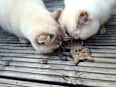 Katzenspielzeug Holly mit Katzenminze Catlabs
