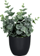 Eukalypthus mit schwarzem Topf (20 cm) Dekorieren & Einrichten