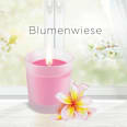 Duftkerze im Glas Blumenwiese 105g AirWick