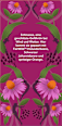 Kräutertee Holunderbeere & Echinacea (20 Beutel) pukka