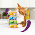 Nassfutter Katze mit Huhn, Lachs, Lamm & Truthahn in Soße, Multipack (8x85 g) Edgard & Cooper
