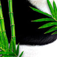 Bamboo Panda Haarmaske + Haube Bear Fruits
