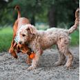 Hračka pre psy AirBall na špagáte - oranžová THE EXPLORER DOG
