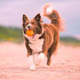 Hračka pre psy AirBall loptička - oranžová THE EXPLORER DOG