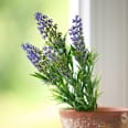Lavendelbündel (34 cm) Dekorieren & Einrichten