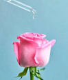 Gesichtscreme Rose Touch NIVEA