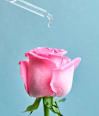 Gesichtscreme Rose Touch NIVEA