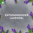 Lufterfrischer Aroma-Öl Diffuser Lavendel Starterset AirWick