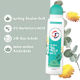Feel Fresh Deodorant Spray CD