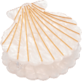 Haarklammer Muschelform ebelin