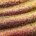 Lidschatten Prismatic Shift 020 Berry Blaze CATRICE
