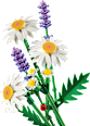 Botanicals Gänseblümchen-Set Lego