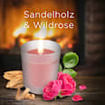 Duftkerze im Glas Sandelholz & Wildrose 105 g AIR WICK
