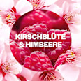 Lufterfrischer Duftstecker Kirschblüte & Himbeere Nachfüllpack (2x19 ml) AirWick