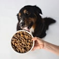 Nassfutter Hund, Vegan wie Lamm VUTTER!
