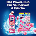WC-Stein Pink Magnolie Domestos