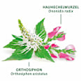 Arzneitee, Nieren- & Blasentee (12 Beutel) Bad Heilbrunner