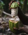 Schokolade, Whole Cocoa Fruit Vivani
