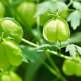 Kopfhaut-Serum Sensitive RAUSCH