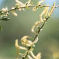 Leave-In Haarspray mit Weidenrinde RAUSCH