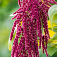 Shampoo Repair Kamille & Amaranth RAUSCH