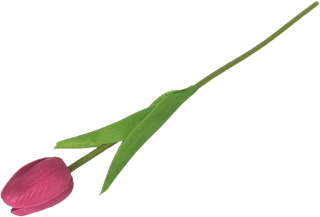 Tulipan – ružičasti Ira Commerce