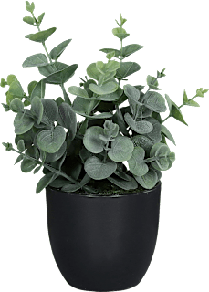 Eukalypthus mit schwarzem Topf (20 cm) Dekorieren & Einrichten