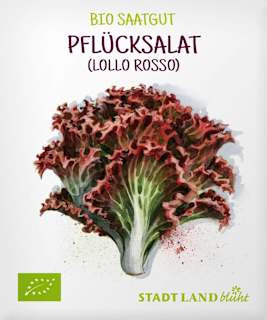 Saaten, Pflücksalat (Lollo Rosso) Stadt Land blüht