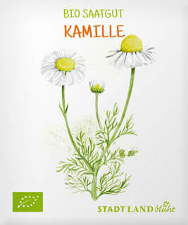 Saaten, Kamille Stadt Land blüht