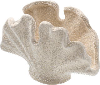 Dekoobjekt aus Porzellan "Muschel", offwhite (7,5x14,6x9,8 cm) Dekorieren & Einrichten