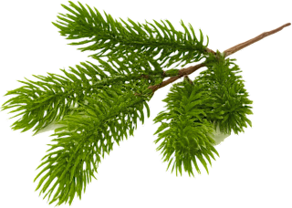 Pik borovine – zeleni Ira Commerce