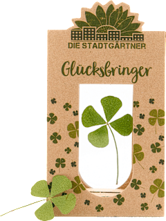 Glücksbringer Kleeblatt Die Stadtgärtner