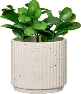 Pflanze in Keramiktopf Dekorieren & Einrichten