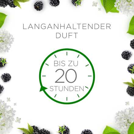 Duftkerze im Glas Brombeere & Holunderblüte (2x105 g) AIR WICK