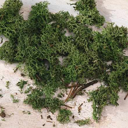 Islandmoos Dekorieren & Einrichten