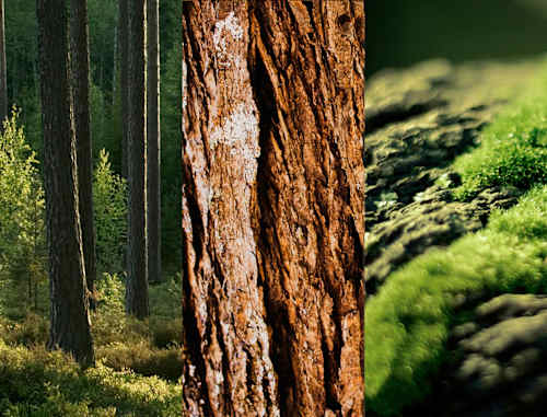 Antitranspirant Deospray No.8 Wild Oak  8x4 women