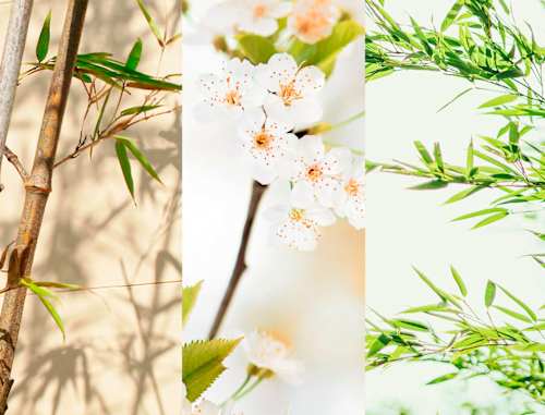 Deospray Bamboo Breeze 8x4 women