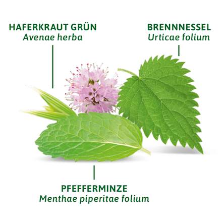 Kräutertee Basisch mit Zink (8 Beutel) Bad Heilbrunner