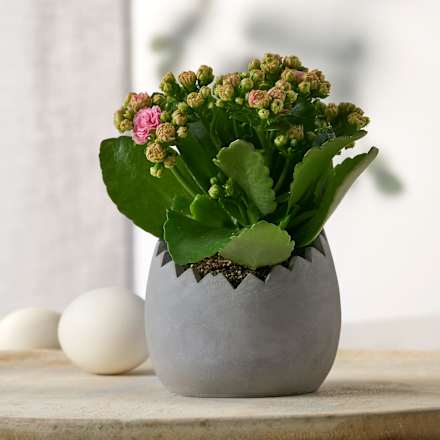 Betonpflanztopf, Eischale, grau (10 cm) Dekorieren & Einrichten